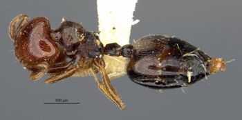 Media type: image;   Entomology 20802 Aspect: habitus dorsal